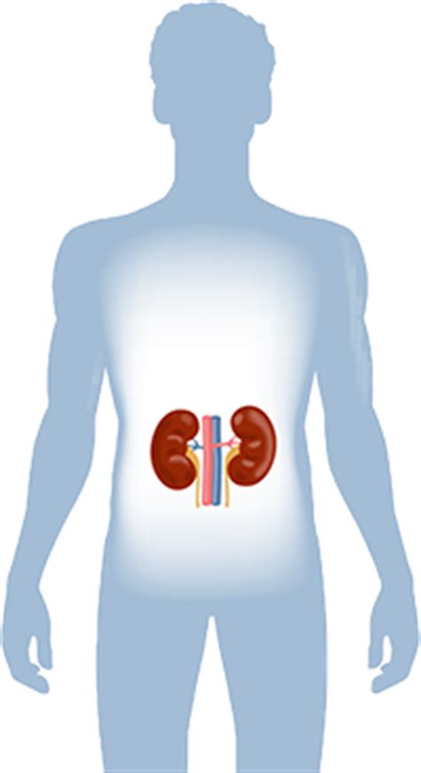 Your kidneys are two organs inside your ribcage that filter waste from your blood as well as water several organs are located between the ribcage and the back. About Kidney Disease | The Ron & Joy Paul Kidney Center