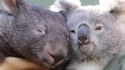 Koala And Wombat Best Friends Emerge At The Australian Reptile Park