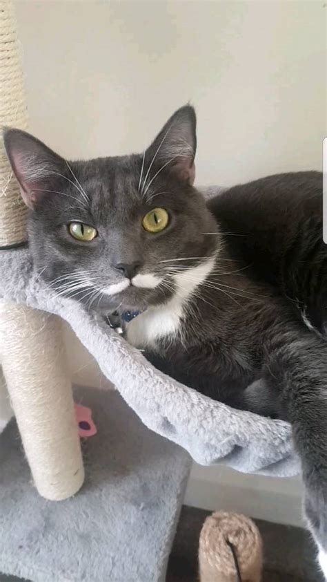 Beautiful Grey And White Cat Who Needs Re Homing In Stoke Newington