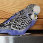 In addition to a high quality and balanced commercial seed and pellet mix, quaker parrots should be offered a variety of fresh foods daily, including fruits, vegetables, and leafy greens. How Long Do Parrots Live? 64 Parrot Lifespan Ages Examined