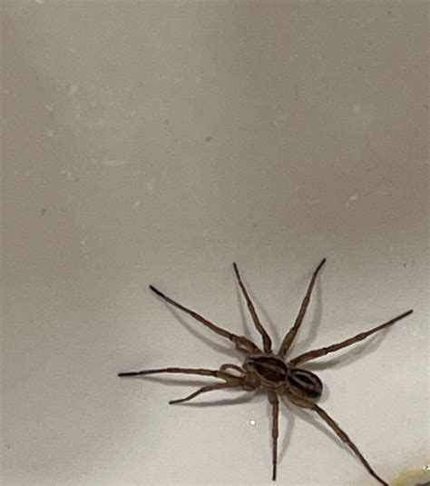 Common House Spider Miamifl Rspiders