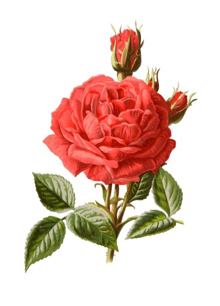 Rose Vintage Botanical Art Free Stock Photo Public Domain Pictures
