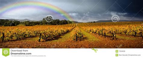 Rainbow Vineyard Stock Photo Image Of Barossa Moody 7034630