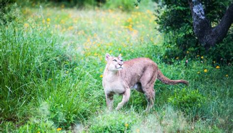 Texas Hill Country Wild Cats To Watch Out For And Protect
