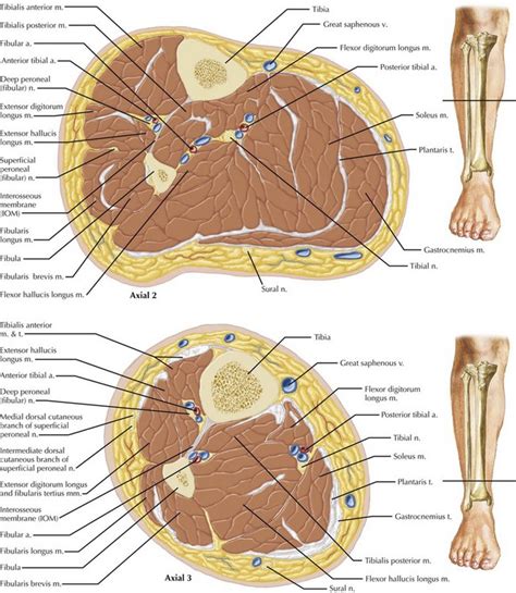 Thigh Muscle Cross Sectional Anatomy