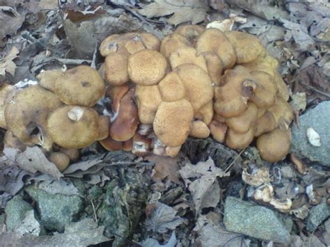 Edible Mushrooms In Minnesota ~ Addleyartanddesign