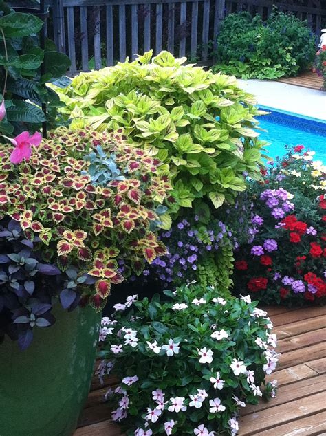 Its So Much Fun To Grow Annuals In Containers These Coleus Are