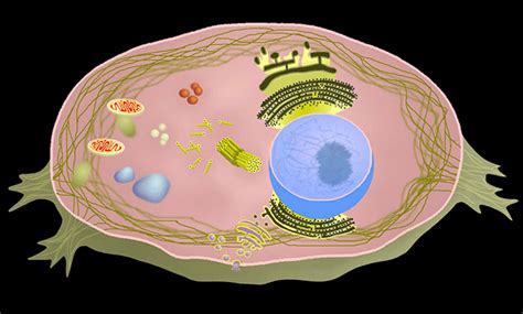 Some of the early microscopists made extensive use of plant specimens, and hooke's description of cork microstructure (fig. Interactive Cell Model