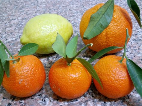 Owoce, Cytrusowe, Cytryna, Pomarańcze