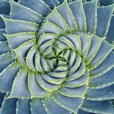 By submitting, i'm agreeing to receive email updates about spiral and other lionsgate properties. Spiral Succulent - Image Conscious
