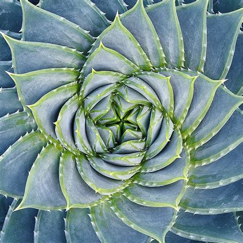 See more of spiral on facebook. Spiral Succulent - Image Conscious