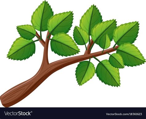 Tree Branch With Leaves Vector Image On Vectorstock Leaves