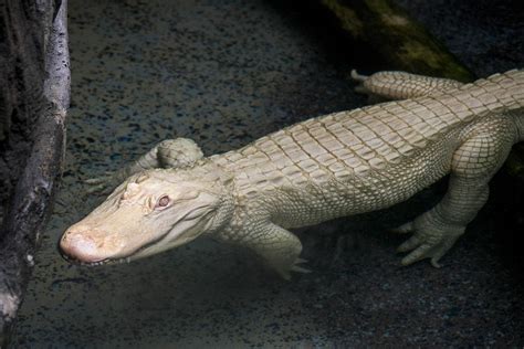 Rare Albino Alligator Arrives At Brookfield Zoo Chicago News Wttw