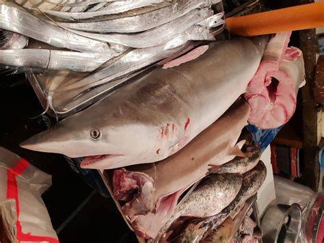'two types of dead meat and two types of blood have been. Manila wet market caught selling shark meat despite law ...