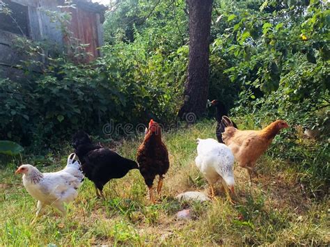Flock Of Domestic Chickens With A Walking In The Village Yard Stock