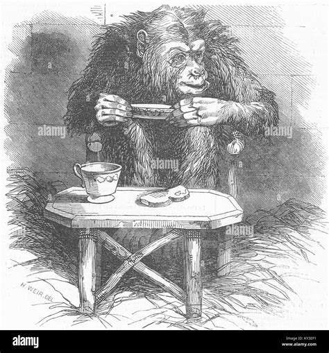 Chimps Chimpanzee 1845 Illustrated London News Stock Photo Alamy