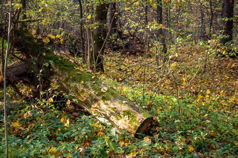 Autumn Forest Landscape With Fallen Stump Of Old Tree Stock Photo