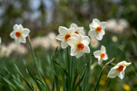 Daffodil Vs Jonquil Which One Is The Perfect Spring Flower For Your