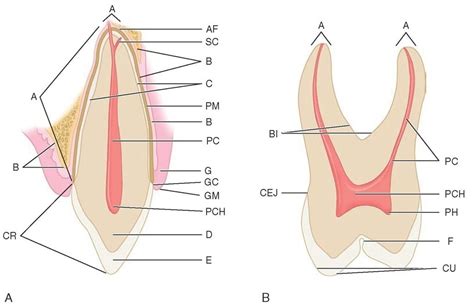 Schematic Drawings Of Longitudinal Sections Of An Anterior And A
