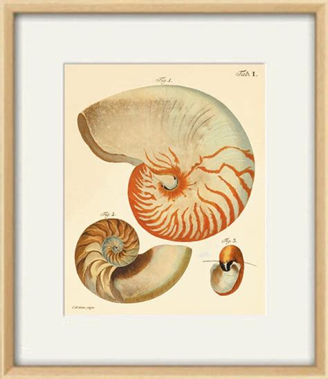 Antique Sea Shell Art Print Vintage Nautical Art Print Sea Art Etsy