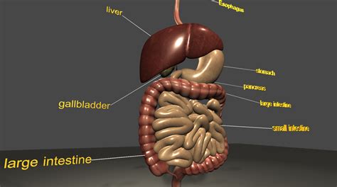 伯特 罗 Digestive System 3d Model