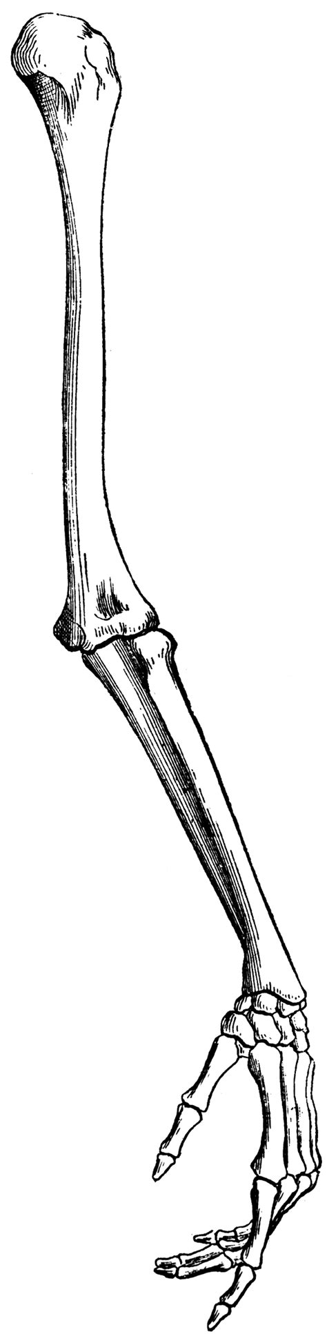 Arm Bones | ClipArt ETC