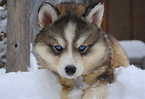 How To Adopt Siberian Husky Wolf Puppies