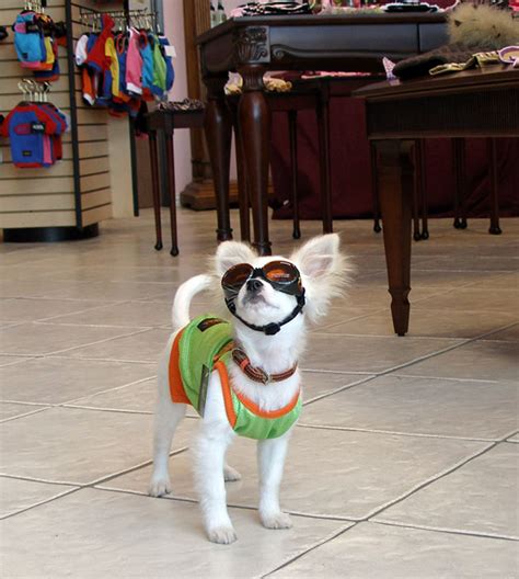 Smooth coat (short haired) and long coat (long haired, also known as a long haired chihuahua). Cute Long Hair Chihuahua - Chihuahuas Photo (328570) - Fanpop