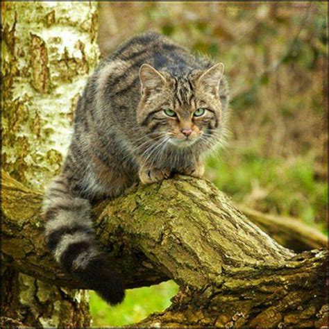 Both cat and raccoon are wild. Scottish Wild Cat. It is the crest of the MacPherson's ...