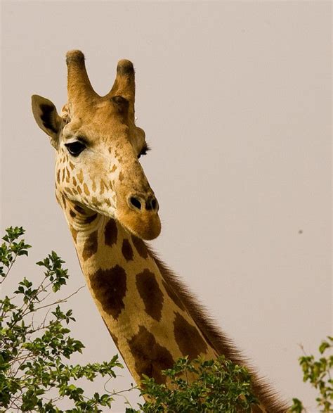 West African Giraffes Feed On A Variety Of Leaves And Shoots But The