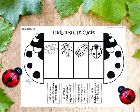 Life Cycle Of A Ladybugladybird Foldable Kids Craft A4 Etsy