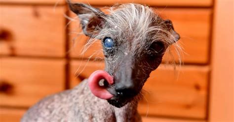 Britains Ugliest Dog Who Won Trophy For His Bad Looks Dies Aged 16