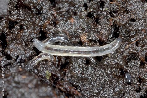 Larva Of Dark Winged Fungus Gnat Sciaridae On The Soil These Are