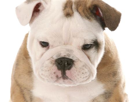 English bulldog puppy on white background. See a great wallpaper of ...