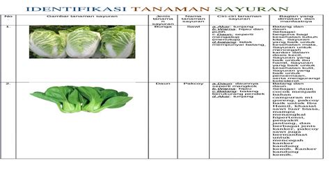 IDENTIFIKASI TANAMAN SAYURAN