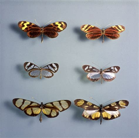 Butterfly Mimicry In Danaoid Heliconiid Butterflies Models On Left And