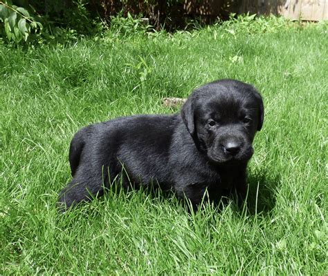 Cavapoo in dogs & puppies for rehoming in canada. Labrador Retriever Puppies For Sale | Southwest Portland ...