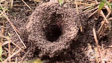 Métodos para evitar la presencia de la hormiga arriera La Finca de
