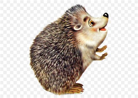 Baby Hedgehogs Animal Drawing Clip Art Png 511x581px Hedgehog