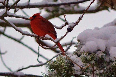 Cardinal On Snowy Branch Photograph By Carleen Williams