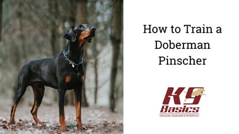 How To Train A Doberman Pinscher