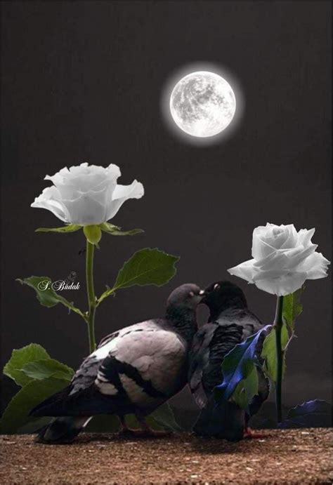 Tumblr Amor Entre Rosas C S 🌹 Luna De Amor Hermosos Paisajes
