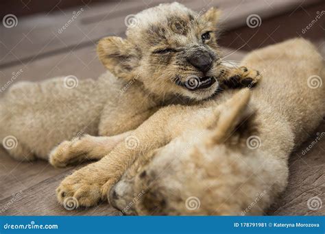 Two Adorable Cute Yellow Baby Lions Sleeping In Surabaya Zoo Stock