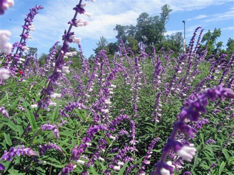 Salvia Purple Sage Hello Hello Plants And Garden Supplies