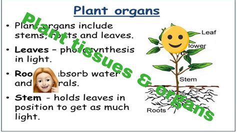 Plant Tissues Gcse Aqa Biology Youtube