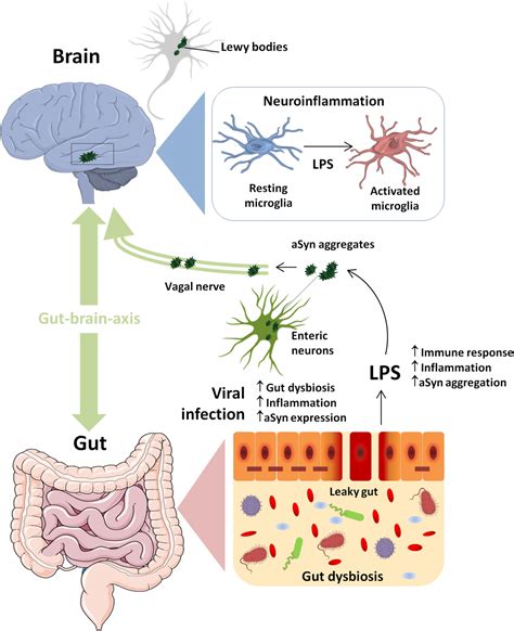 Gut Microbiome Imbalance And Neuroinflammation Impact Of Covid‐19 On