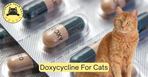Doxycycline For Cats Dosage Chart And Calculator