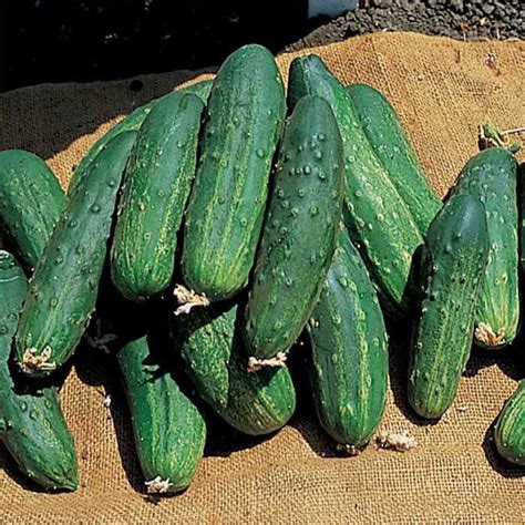Cucumis Sativus Bush Pickle Cucumber Eberts Greenhouse