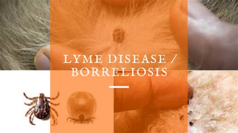 Lyme Disease In Dogs Swollen Joints