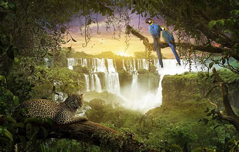 Wallpaper Waterfall Jungle Monkey Leopard Parrots Amazonia Images